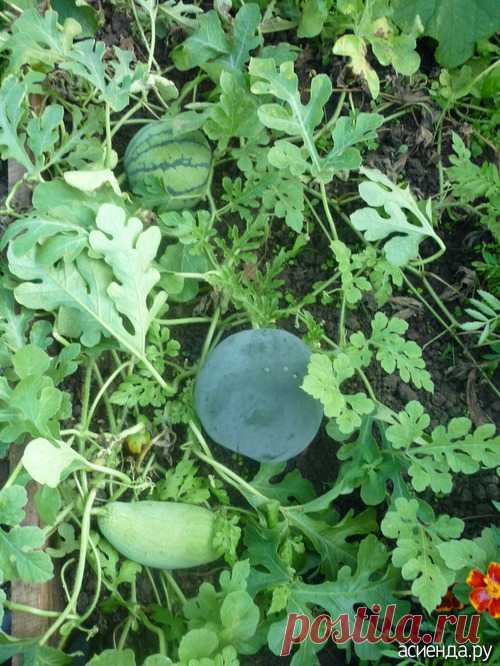 14 ПОЛЕЗНЫХ СОВЕТОВ ПО ВЫСАДКЕ РАССАДЫ АРБУЗОВ И ДЫНЬ В ПЛЕНОЧНЫЕ ТЕПЛИЦЫ: Группа Практикум садовода и огородника