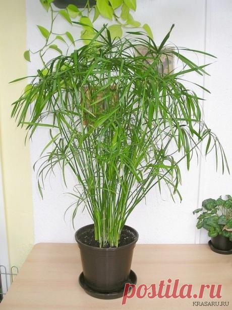 циперус папирус пергамент