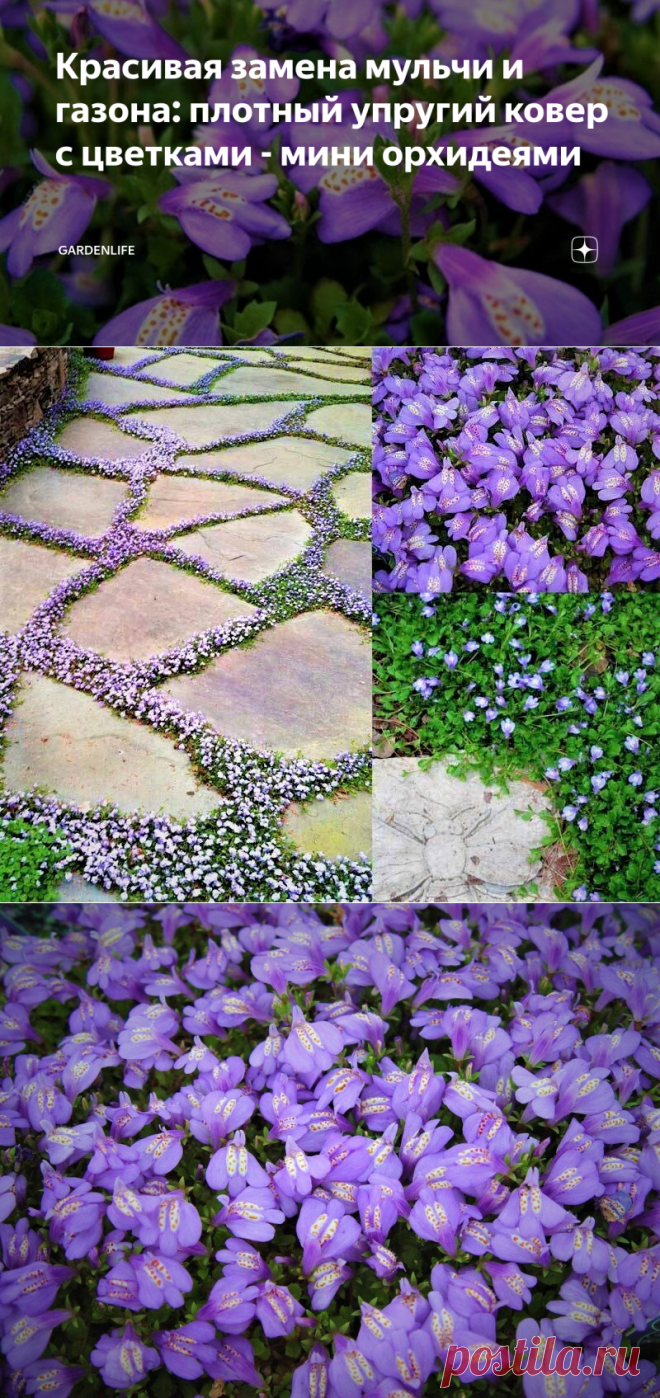 Красивая замена мульчи и газона: плотный упругий ковер с цветками - мини орхидеями | GardenLife | Яндекс Дзен