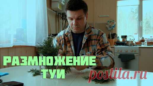 Размножаю туи черенками деревенским способом. | Деревня в Подмосковье | Дзен