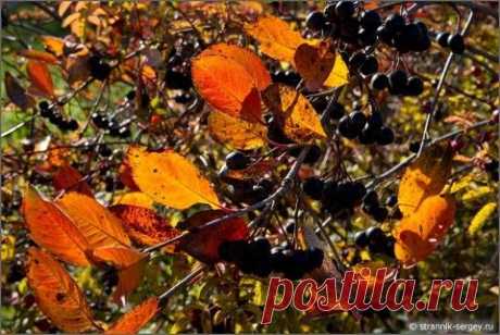 Симфония золота и света