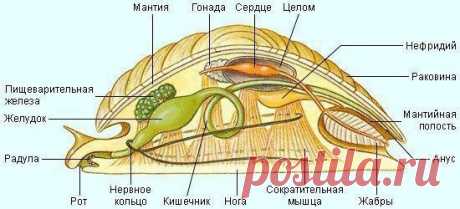 Моллюски
Моллюски или мягкотелые (Mollusca) – ещё одна большая группа высокоорганизованных первичноротых животных. Предками моллюсков были кольчатые черви; у примитивных моллюсков сохранились остатки сегментации.
Показать полностью...