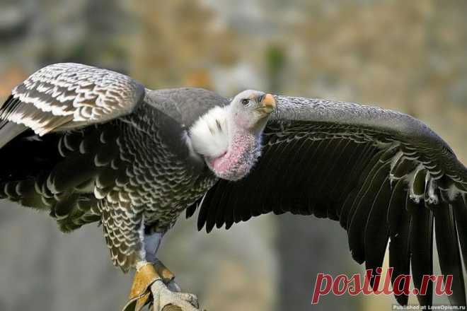 Птичьи рекорды