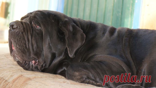 Наталья Абрамченко
Россия, г. Тихорецк (Тихорецкий район)