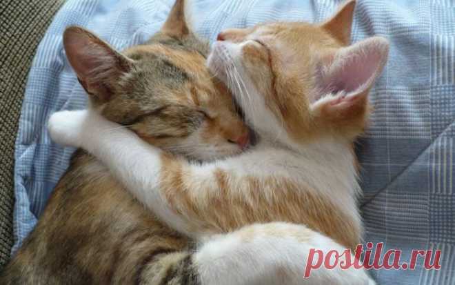 Всем сладких сонных котиков!