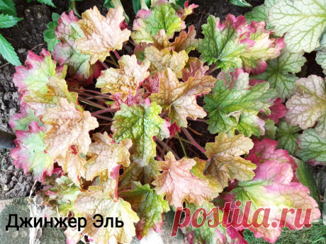 Почему после зимовки пропадают Geuchera. Когда поймешь, все в корне меняется + 10 фото моих красоток | Цветочная няша | Дзен