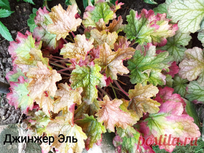 Почему после зимовки пропадают Geuchera. Когда поймешь, все в корне меняется + 10 фото моих красоток | Цветочная няша | Дзен