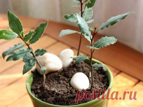 Лавр благородный (Laurus nobilis L.)