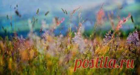 Прекрасная приправа у вас в саду