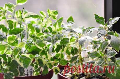 Азистазия ганская “Вариегата” (Asystasia gangetica ‘Variegata’)