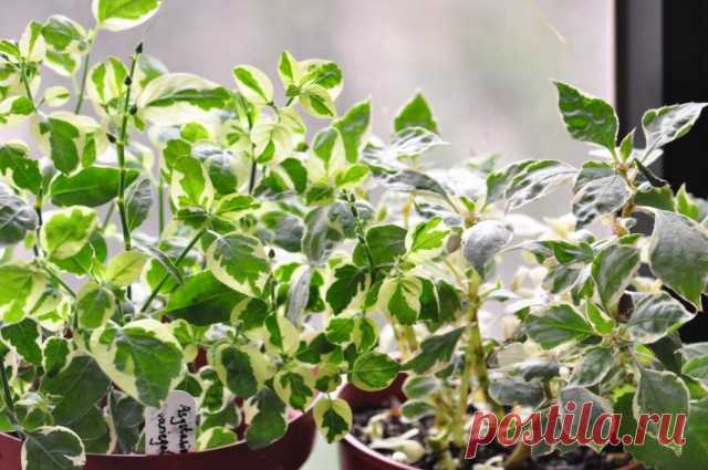Азистазия ганская “Вариегата” (Asystasia gangetica ‘Variegata’)