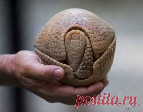 (39) Одноклассники