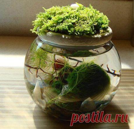 Миниатюрный аквариум как элемент декора ~ Planetalsad