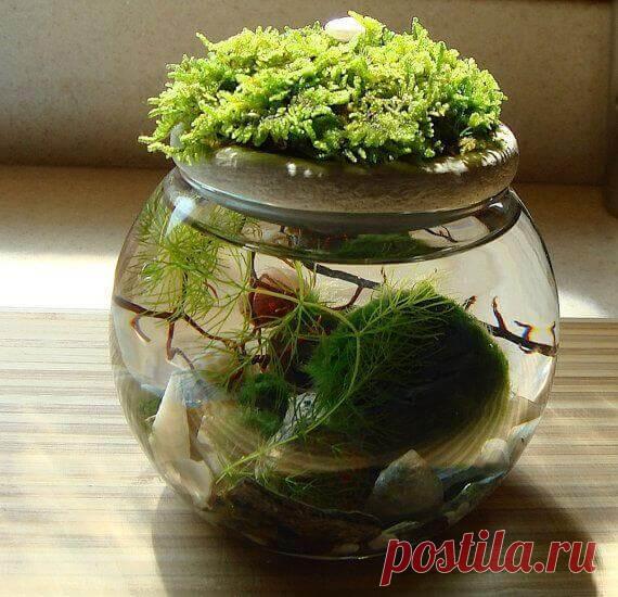 Миниатюрный аквариум как элемент декора ~ Planetalsad