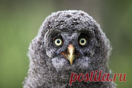 «Кто здесь?!» Птенец бородатой неясыти, фотограф Павел Мартинчик и редакция Nat-geo.ru желают всем доброго утра! Другие фото Павла можно полистать здесь: nat-geo.ru/community/user/45871/