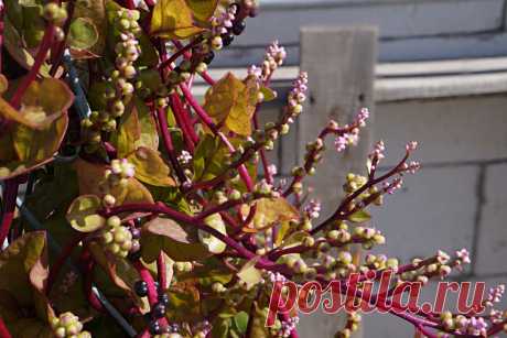 Особенности выращивания базеллы, или малабарского шпината. Фото — Ботаничка