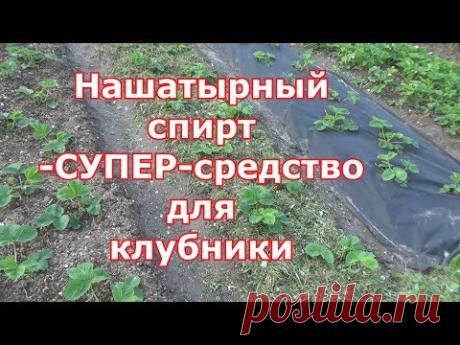 Нашатырный спирт для клубники - подкормка и средство от вредителей