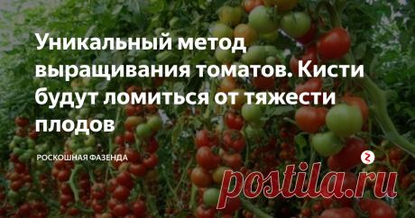 Уникальный метод выращивания томатов. Кисти будут ломиться от тяжести плодов У каждого дачника имеется свои методы и хитрости посадки и выращивания томатов. Тем не менее каждый из нас ищет более удобный и менее трудозатратный метод выращивания томатов и при этом с хорошим плодоношением.
