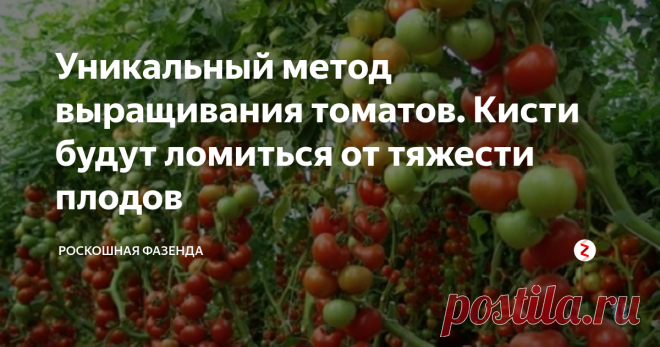 Уникальный метод выращивания томатов. Кисти будут ломиться от тяжести плодов У каждого дачника имеется свои методы и хитрости посадки и выращивания томатов. Тем не менее каждый из нас ищет более удобный и менее трудозатратный метод выращивания томатов и при этом с хорошим плодоношением.

