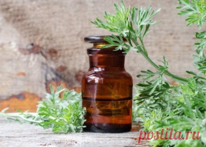 Больным суставам поможет полынь