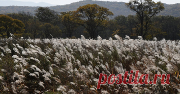 13-11-25--ДВОЙНАЯ ПОЛЬЗА: как мискантус поможет побороть ГЛОБАЛЬНОЕ ПОТЕПЛЕНИЕ и заработать Какие меры борьбы с глобальным потеплением предложили уральские ученые: суть карбоновых ферм. Расскажем, какое растение ляжет в их основу, в чем выгода разработки для экономики.