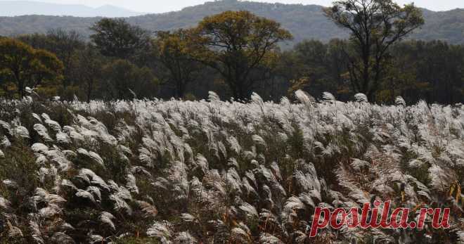 13-11-25--ДВОЙНАЯ ПОЛЬЗА: как мискантус поможет побороть ГЛОБАЛЬНОЕ ПОТЕПЛЕНИЕ и заработать Какие меры борьбы с глобальным потеплением предложили уральские ученые: суть карбоновых ферм. Расскажем, какое растение ляжет в их основу, в чем выгода разработки для экономики.
