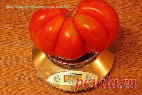 ПОЛЕЗНЫЕ СОВЕТЫ : 
✪ Сохраните чтобы не потерять.
Выращиваем рассаду по методу Натальи Щербининой из Минусинска.

Для получения хорошей рассады,очень важно соблюдать сроки посадки!Переросшая,вытянувшаяся рассада или искусственное сдерживание роста из-за преждевременного посева семян значительно снижают будущий урожай!Середина марта самый лучший период для посадки!
Готовим почву,вот уже много лет подряд, я пользуюсь готовой почвенной смесью.Она состоит из биогумуса,имеет по...