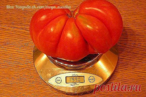 ПОЛЕЗНЫЕ СОВЕТЫ : 
✪ Сохраните чтобы не потерять.
Выращиваем рассаду по методу Натальи Щербининой из Минусинска.

Для получения хорошей рассады,очень важно соблюдать сроки посадки!Переросшая,вытянувшаяся рассада или искусственное сдерживание роста из-за преждевременного посева семян значительно снижают будущий урожай!Середина марта самый лучший период для посадки!
Готовим почву,вот уже много лет подряд, я пользуюсь готовой почвенной смесью.Она состоит из биогумуса,имеет по...