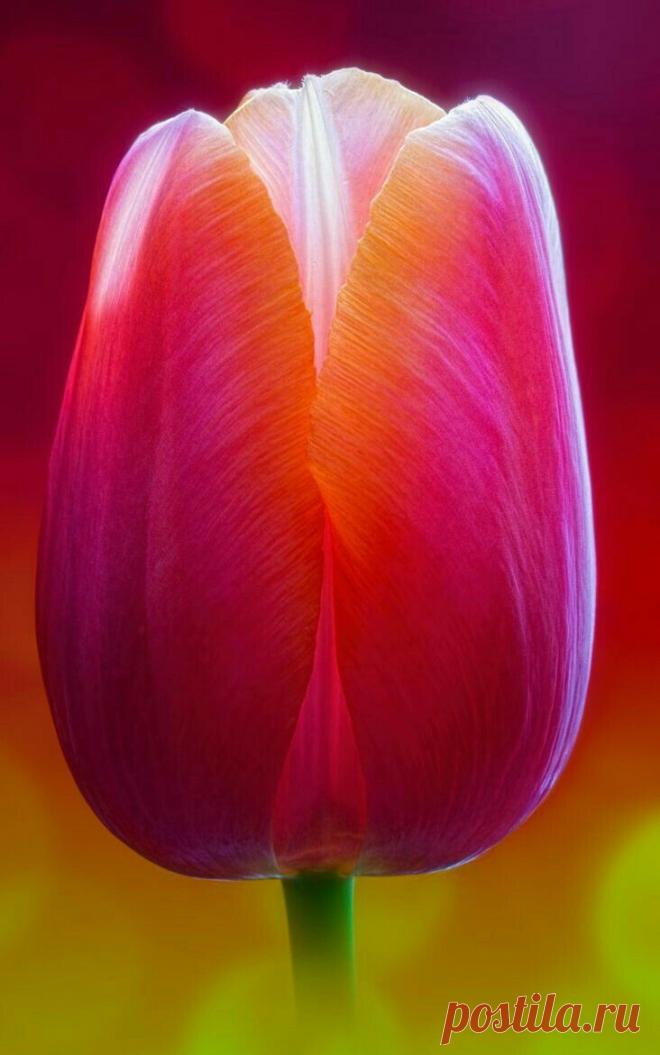 Пин на доске яТЮЛЬПАНЫ