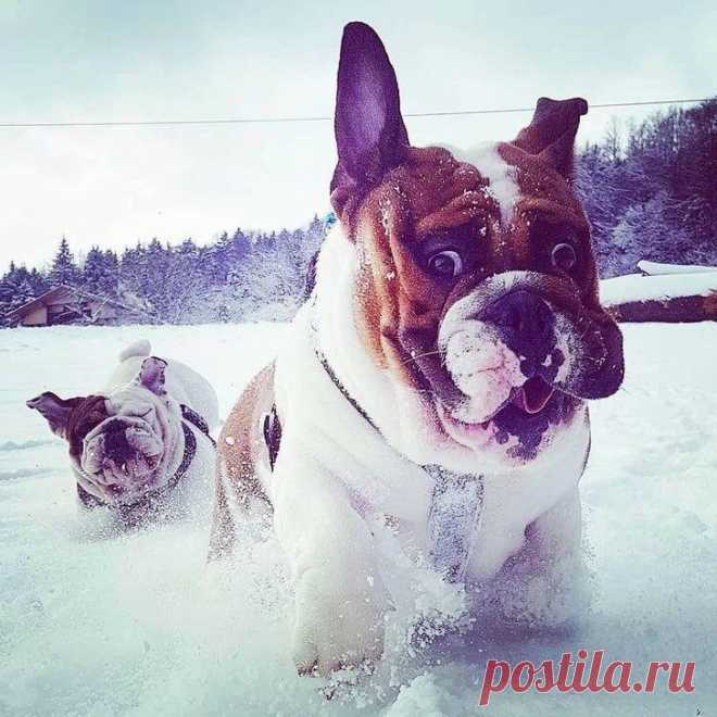 30+ фото, которые доказывают, что ваша жизнь никогда не будет скучной, если у вас есть бульдог
