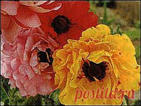 Ранункулюс