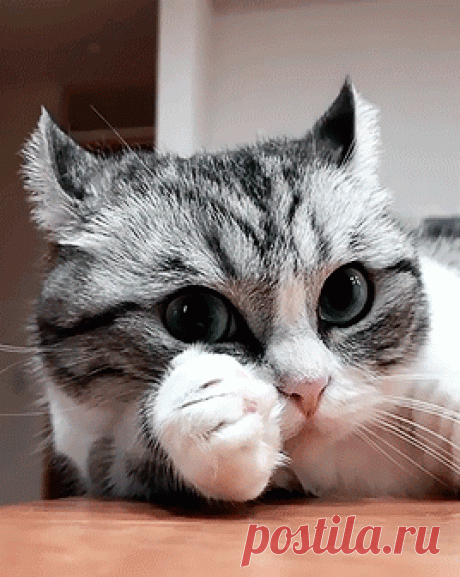 ШЕВЕЛЕНИЕ УШАМИ