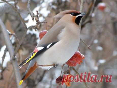 Зимний лес - это красиво!!!