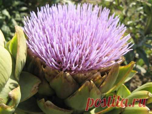 Артишок: выращивание и польза | Цветы и травы