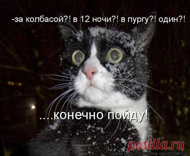 Котоматрица: Лучшие за всё время
