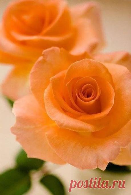 Фотография | цветы