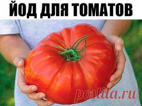 Йод для томатов

Отношение томатов к йоду особое. Если при выращивании рассады однократно полить растения слабым раствором йода - 1 капля аптечного раствора йода на 3 литра воды, цветочные кисти развиваются быстрее и бывают более разветвленными, с большим числом завязей.

Плоды из них формируются на 10-15% крупнее и созревают на несколько дней раньше.

При завязывании последующих кистей уже в грунте томаты также полезно полить под корень йодной водой из расчета 3 капли на ...