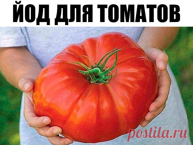 Йод для томатов

Отношение томатов к йоду особое. Если при выращивании рассады однократно полить растения слабым раствором йода - 1 капля аптечного раствора йода на 3 литра воды, цветочные кисти развиваются быстрее и бывают более разветвленными, с большим числом завязей.

Плоды из них формируются на 10-15% крупнее и созревают на несколько дней раньше.

При завязывании последующих кистей уже в грунте томаты также полезно полить под корень йодной водой из расчета 3 капли на ...
