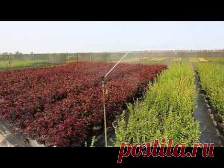 Питомник декоративных растений &quot;Ёлы-палы&quot; (презентация питомника)