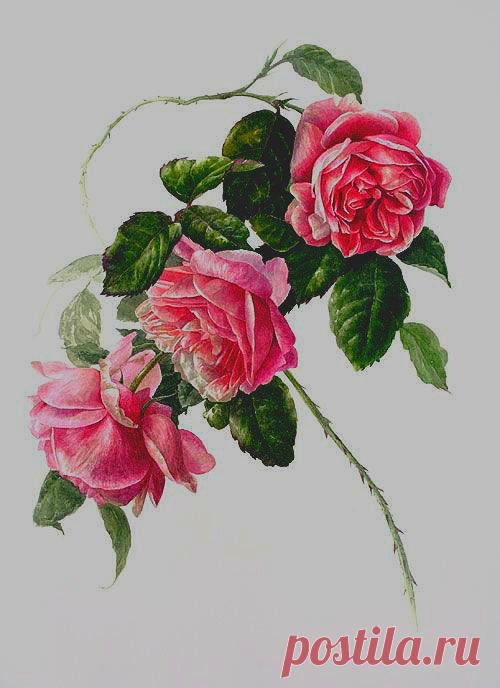 Схема вышивки «розы» - Вышивка крестом