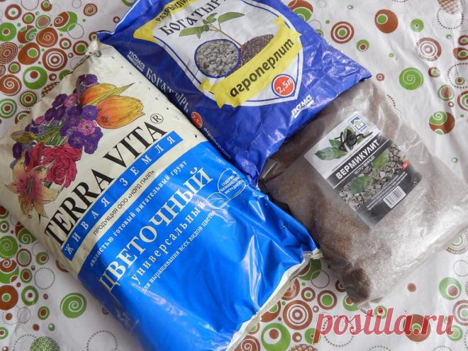 Мой опыт посева эустомы | Цветочная душа | Яндекс Дзен