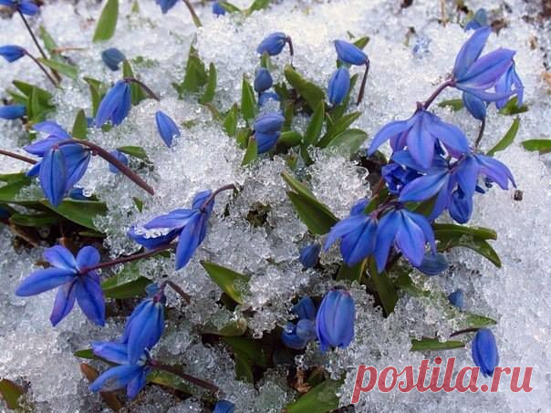(12) Facebook