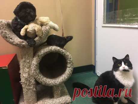 Это неразлучное звериное трио рушит все стереотипы о дружбе