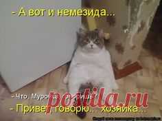 - А вот и немезида... - Что, Мурочка, говоришь? - Привет, говорю... хозяйка...