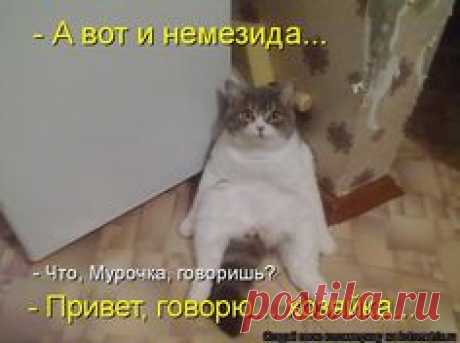 - А вот и немезида... - Что, Мурочка, говоришь? - Привет, говорю... хозяйка...