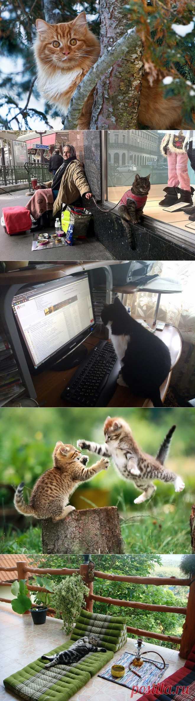 Великие о кошках...-