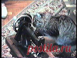 Видео в рубрике: "Наши домашние животные"