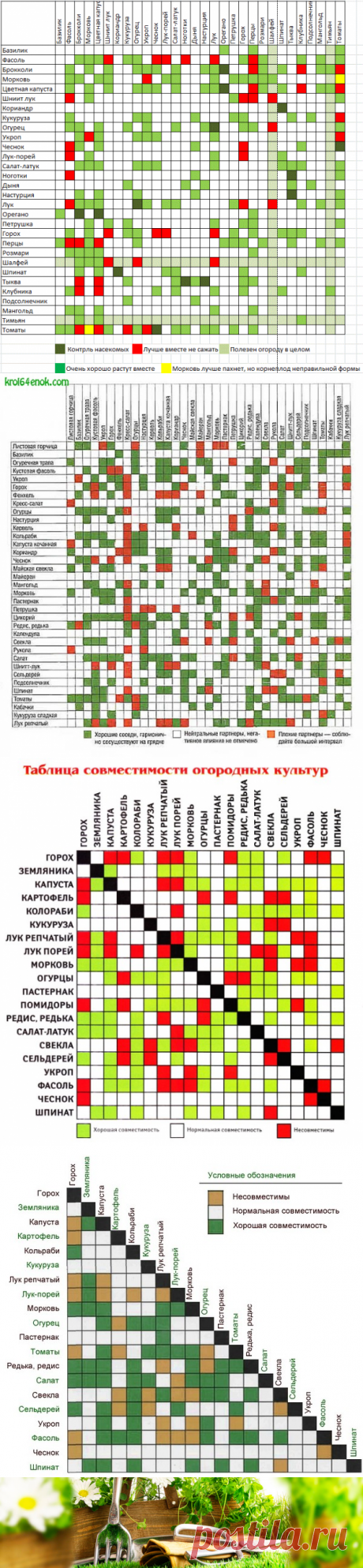 Соседство разных растений на одной грядке — 6 соток