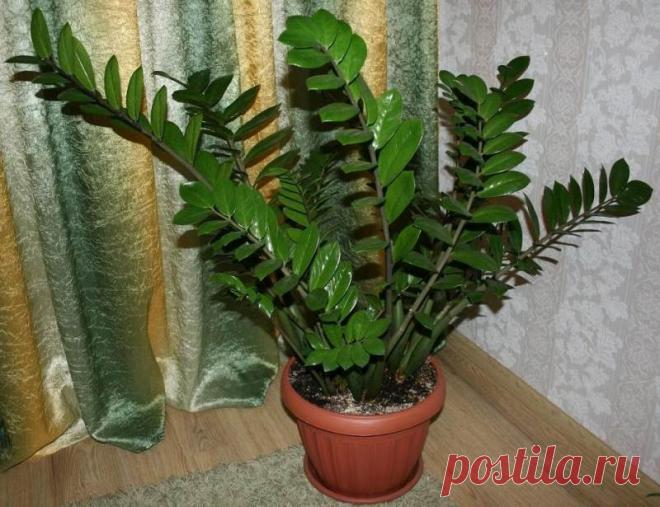 Комнатные растения финансового благополучия