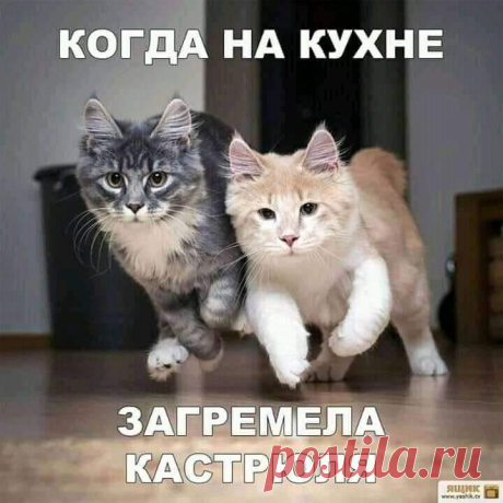 зверьё моё